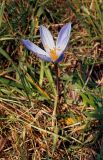 Crocus speciosus