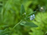 Myosotis arvensis