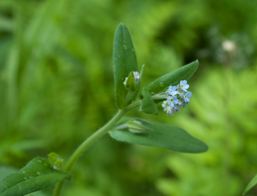 Изображение особи Myosotis arvensis.