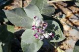 Calotropis procera. Верхушка цветущего растения. Объединённые Арабские Эмираты, эмират Фуджейра, обочина скоростной трассы на побережье Оманского залива. 14.12.2016.