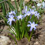 Chionodoxa luciliae