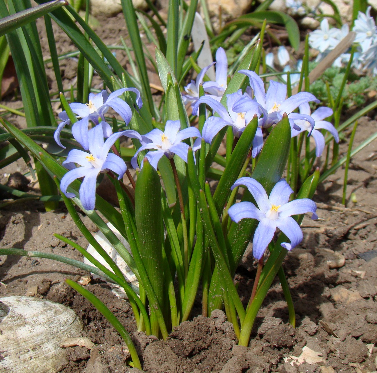 Изображение особи Chionodoxa luciliae.