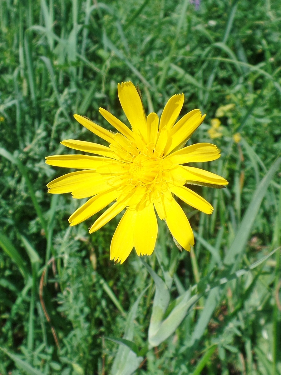 Изображение особи род Tragopogon.