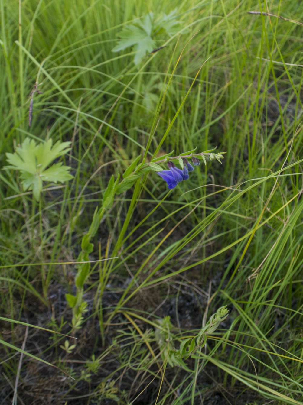 Изображение особи Scutellaria galericulata.