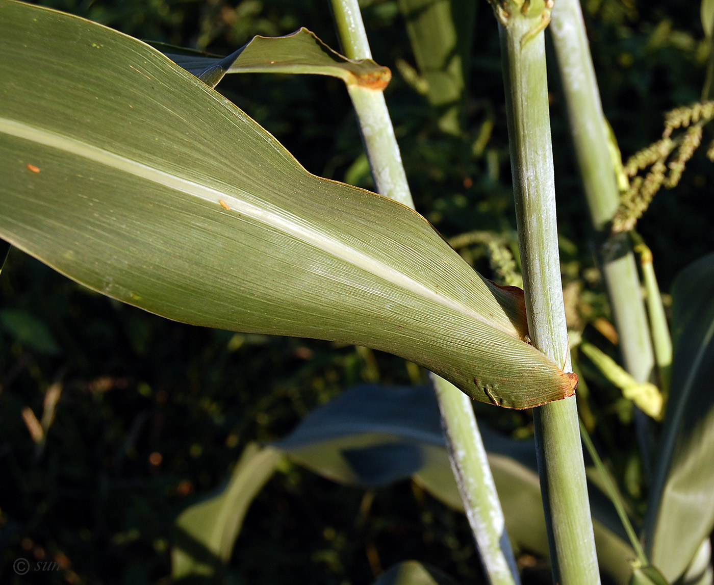 Изображение особи Sorghum bicolor.