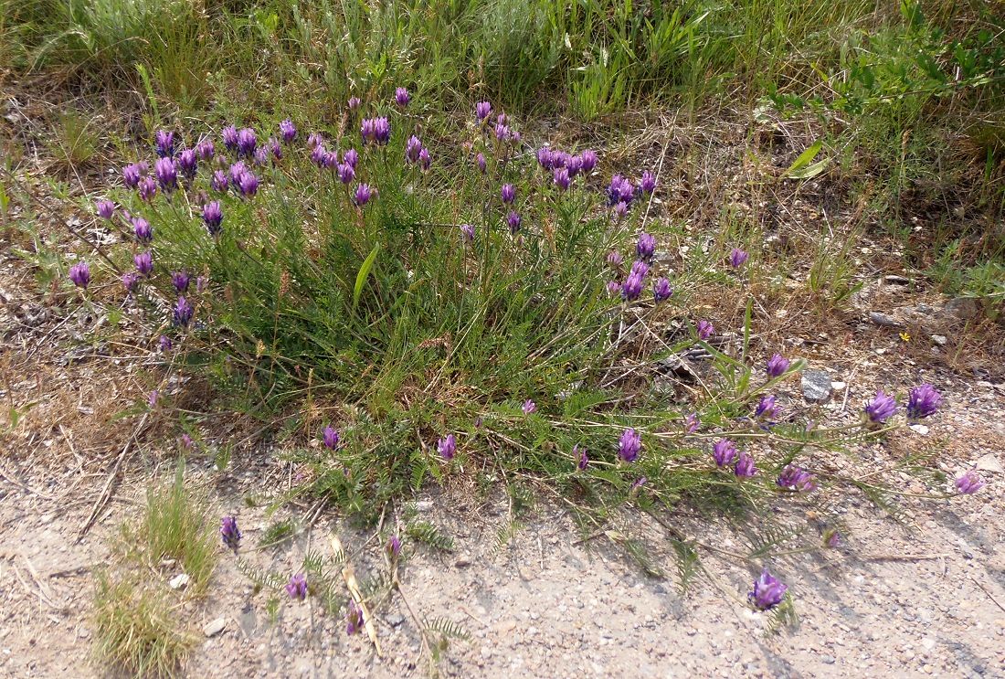 Изображение особи Astragalus onobrychis.