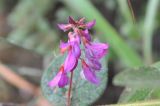 Campylotropis polyantha. Соцветие. Китай, Юньнань, горы Shibaoshan (Shibao Shan), окр. храма Шицзхон (Shizhong Temple), смешанный лес. 26 октября 2016 г.