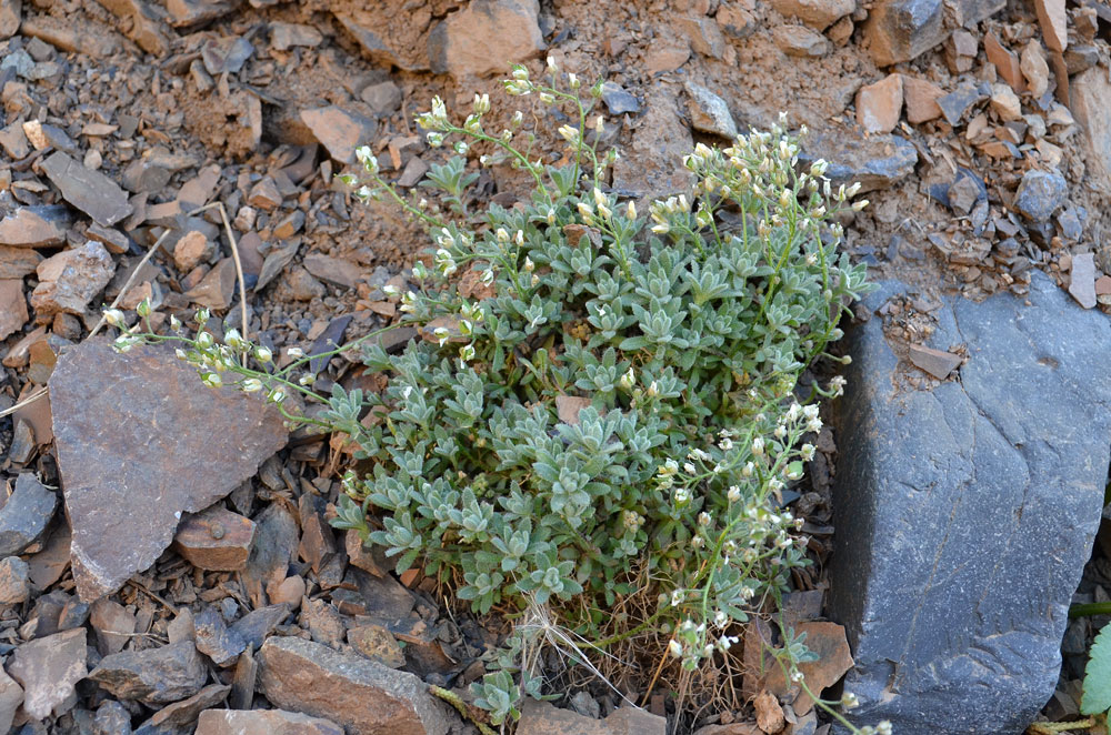 Изображение особи род Draba.