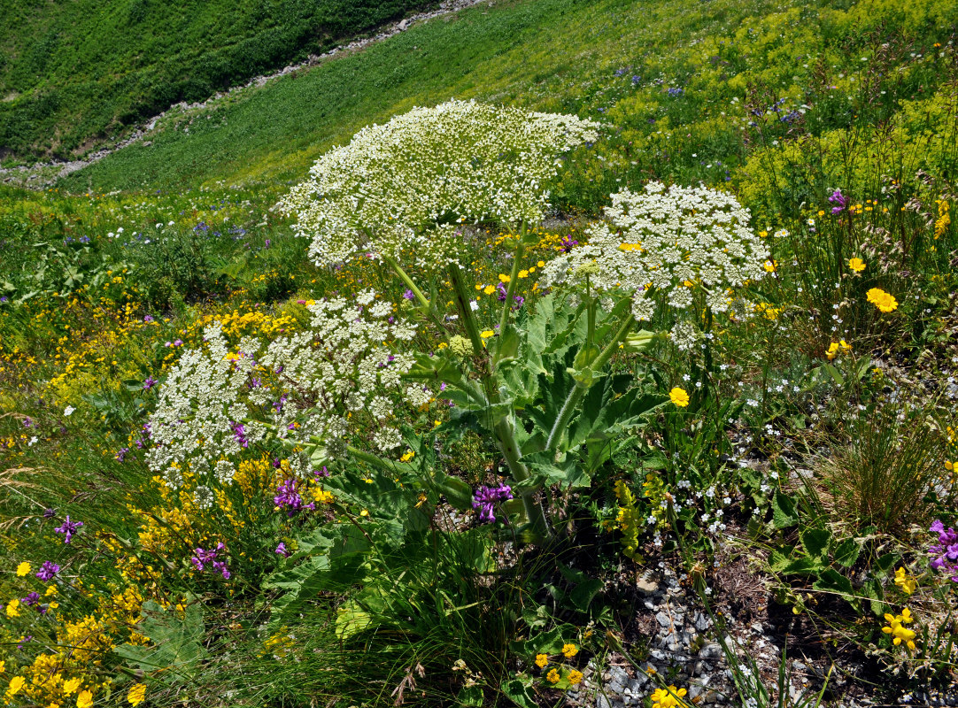 Изображение особи Heracleum leskovii.