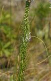 Veronica pinnata