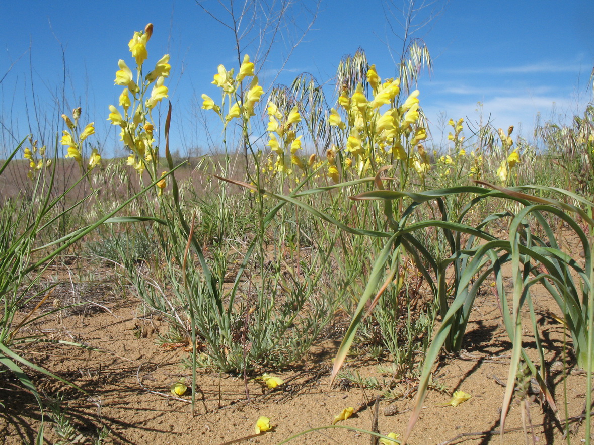 Изображение особи Linaria dolichoceras.