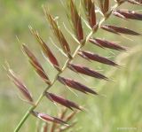 Agropyron pectinatum. Нижняя часть соплодия. Краснодарский край, Кущёвский р-н, обочина гравийной дороги. 04.06.2018.