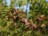 Acer tataricum