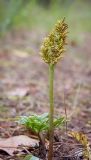 Botrychium multifidum. Спороносящее растение. Пермский край, Оханский р-н, Кунчурихинский бор, песчаная лесная дорога вдоль смешанного леса. 18.08.2018.