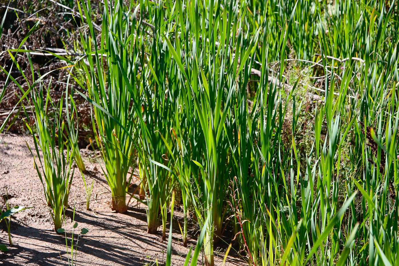 Изображение особи род Typha.