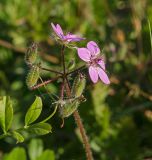 Erodium cicutarium. Верхушка побега с цветками и завязавшимися плодами. Башкортостан, Учалинский р-н, Ильчигуловский сельсовет, окр. дер. Мулдашево, зарастающее поле. 7 сентября 2018 г.