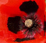 Papaver commutatum