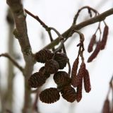 Alnus incana