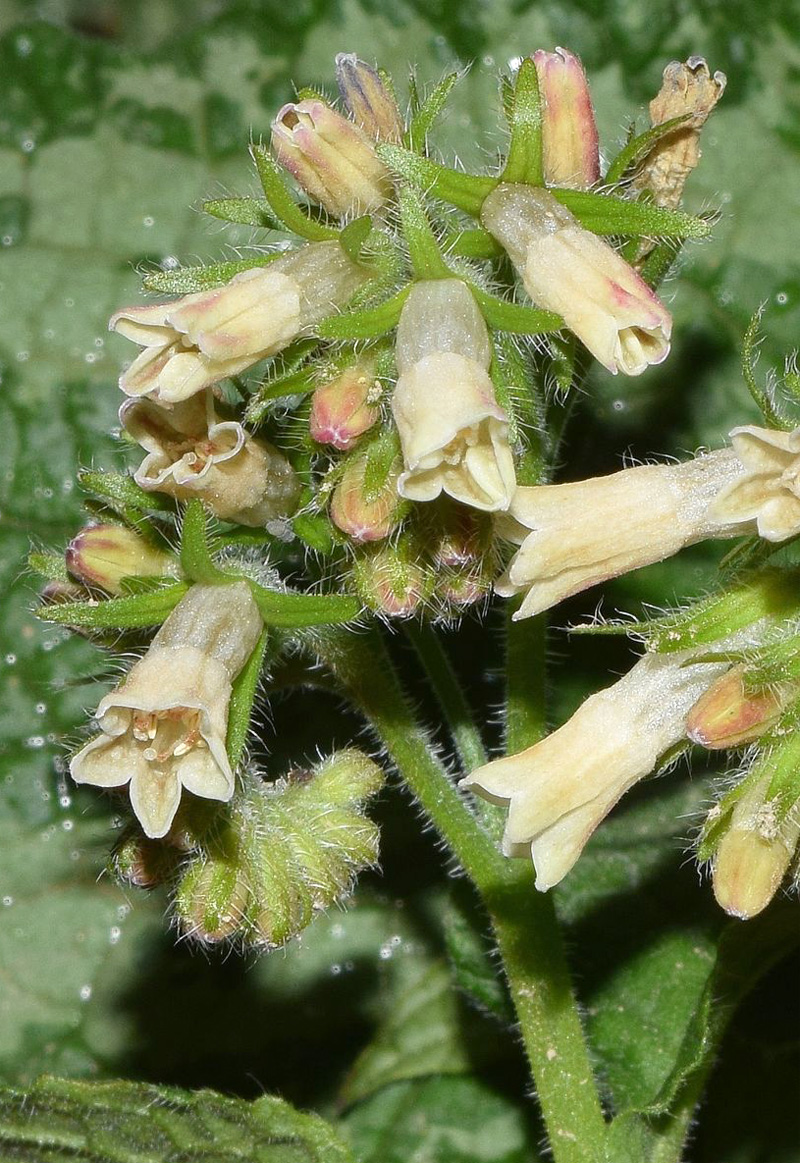 Image of Symphytum grandiflorum specimen.