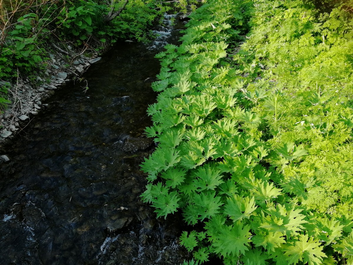 Изображение особи Petasites tatewakianus.