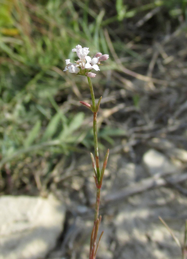 Изображение особи Asperula supina.