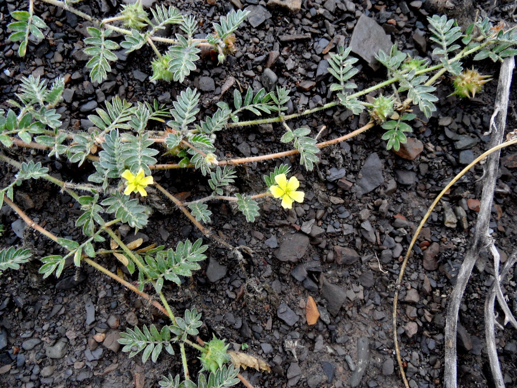 Изображение особи Tribulus terrestris.