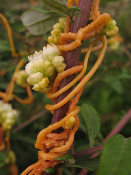 Изображение особи Cuscuta campestris.