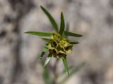 Euphorbia leptocaula. Верхушка цветущего растения. Краснодарский край, м/о г. Новороссийск, южный склон Маркотхского хребта, каменистый склон. 02.05.2021.