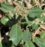 Euphorbia heterophylla