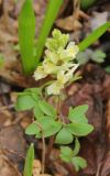 Corydalis marschalliana