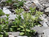 Sedum oppositifolium