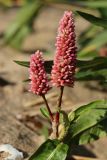 Persicaria amphibia. Верхушка побега с соцветиями. Санкт-Петербург, г. Кронштадт, заказник \"Западный Котлин\"; юго-западное побережье о-ва Котлин, берег Финского залива, песчаный пляж. 25.08.2023.