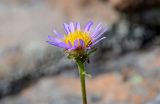 Aster alpinus