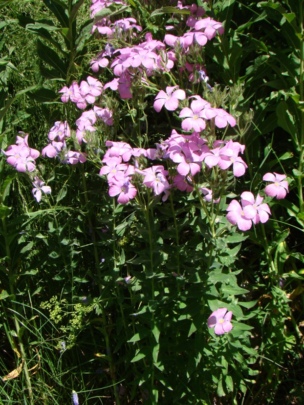 Изображение особи Linum hypericifolium.
