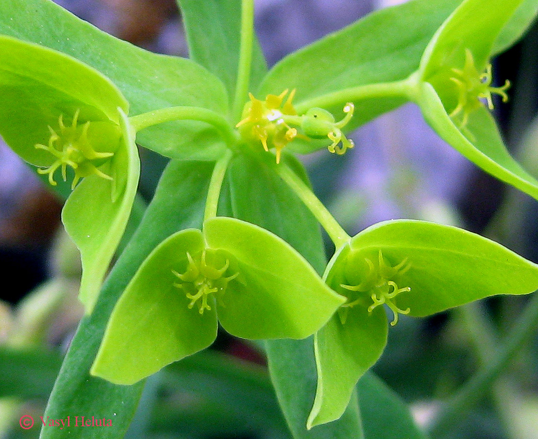 Изображение особи Euphorbia taurinensis.