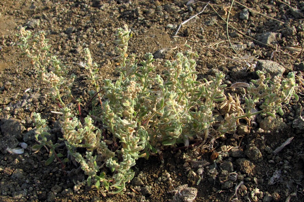 Изображение особи Herniaria incana var. angustifolia.
