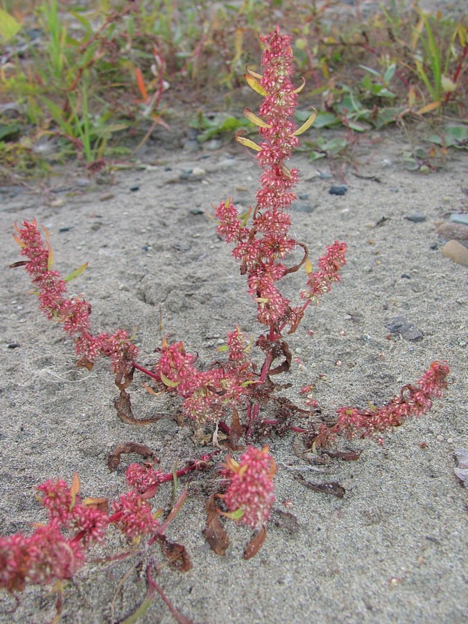 Изображение особи Rumex ucranicus.