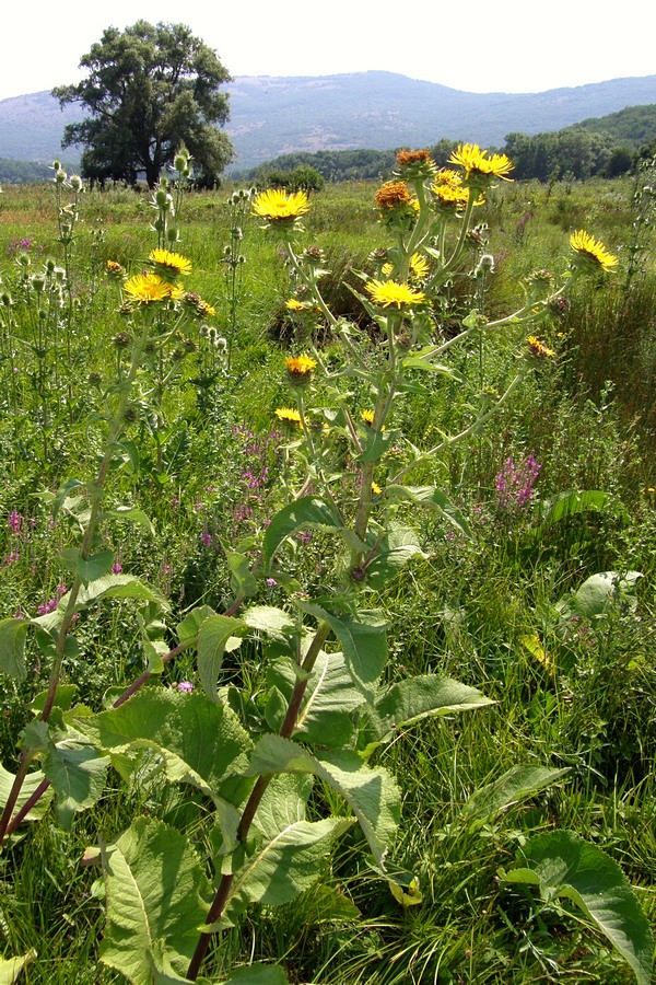 Изображение особи Inula helenium.