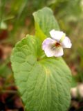 Viola mirabilis