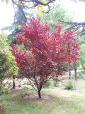 Prunus cerasifera разновидность pissardii. Растение с молодыми листьями. Крым, г. Ялта, в культуре. 23 мая 2012 г.