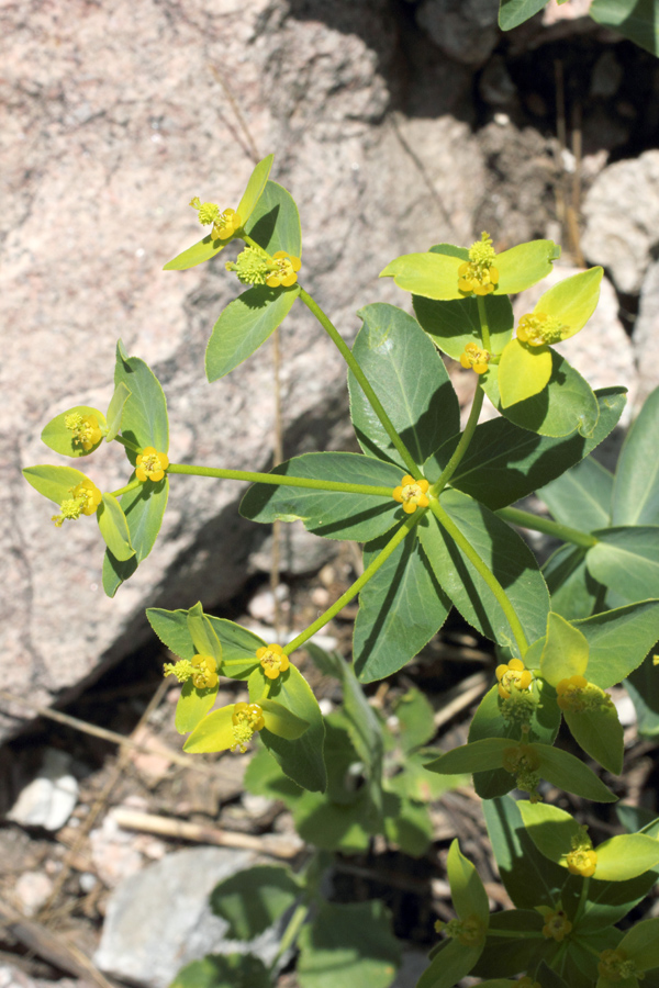 Изображение особи Euphorbia talastavica.