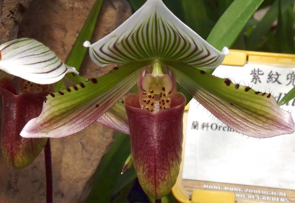 Изображение особи род Paphiopedilum.