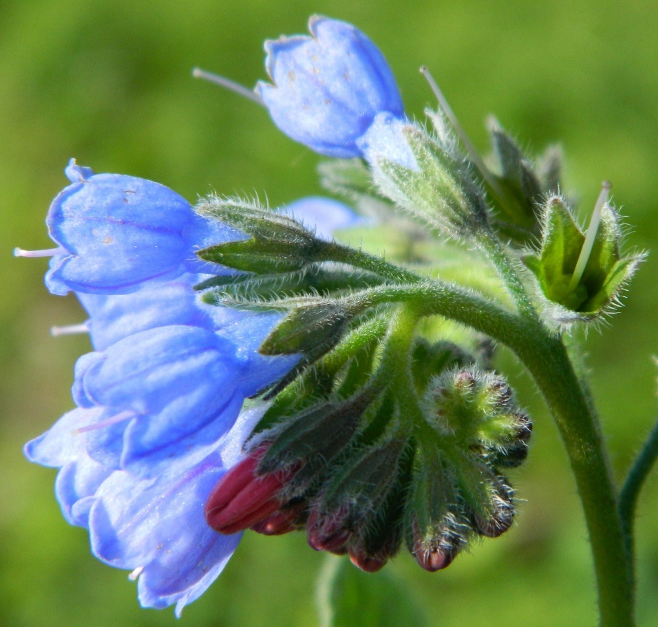 Изображение особи Symphytum caucasicum.