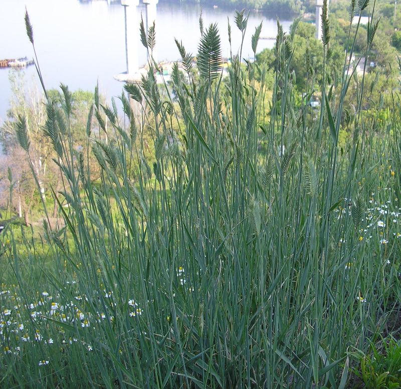 Image of genus Agropyron specimen.