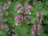 Lamium maculatum