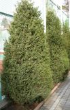 Juniperus oblonga. Высаженные деревья у ограды корта. Ставропольский край, г. Кисловодск, территория санатория \"Луч\". 25.03.2013.