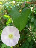 genus Calystegia