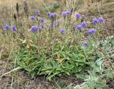 Veronica spicata