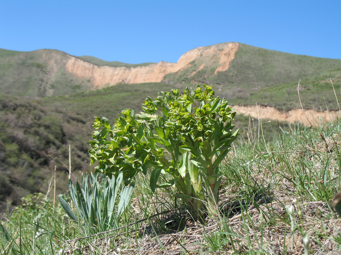 Изображение особи Euphorbia yaroslavii.