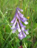 Vicia villosa. Соцветие. Польша, Беловежская Пуща, луг у пос. Бяловежа. 25 июня 2009 г.